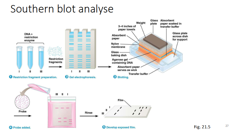 <p>Techniek voor detectie van bepaalde DNA seq in een mengsel van DNA moleculen gebruikmakend van een ‘probe’</p><p>Probe: stukje DNA of RNA dat radioactief of fluorescent gemerkt is (bij ds probe wordt DNA eerst gedenatureerd)</p><p>Werkwijze:</p><ul><li><p>DNA mengen met een restrictie-enzyme (= enzyme dat een welbepaalde sequentie herkennen en knippen → sequentiespecifiek), het DNA wordt geknipt in fragmenten</p></li><li><p>Agarose gelelktroforese: scheiding van de DNA moleculen oiv een elektrisch veld → volgens grootte (grote fragmenten bovenaan en kleine onderaan)</p></li><li><p>Blotten: transfer van DNA moleculen uit de gel (vaste matrix) en deze komen op de membraan.</p><ul><li><p>Gebeurt via capillariteit: vloeistof wordt opgezogen en gaat door de agarose gel → DNA komt op de membraan terecht</p></li></ul></li><li><p>Denatureren van de probe (als deze ds is) en labelen</p></li><li><p>Probe toevoegen aan DNA.</p></li><li><p>Hybridisatie stap: het membraan met het DNA wordt geïncubeerd met de probe die zal binden aan een complementaire DNA seq (= hybridiseren).</p></li><li><p>Visualisatie stap: het DNA fragment waarop probe is gebonden wordt gevisualiseerd afhankelijk van hoe de probe gemerkt is.</p></li></ul><p></p>