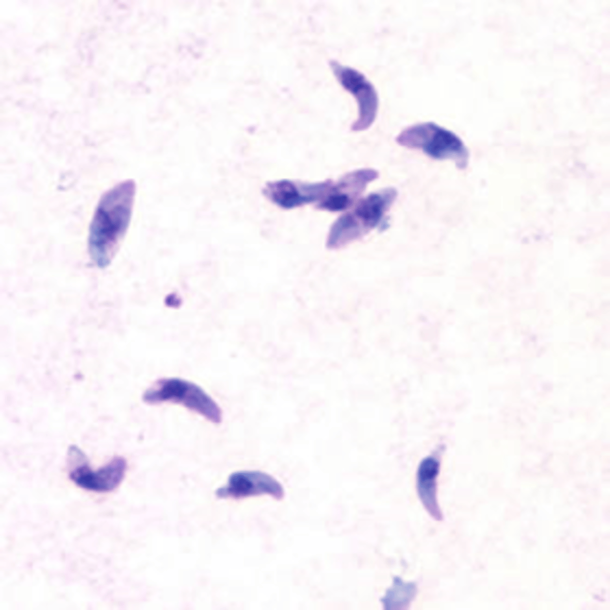 <p>small crescents, look like T. cruzi w/o flagella</p>