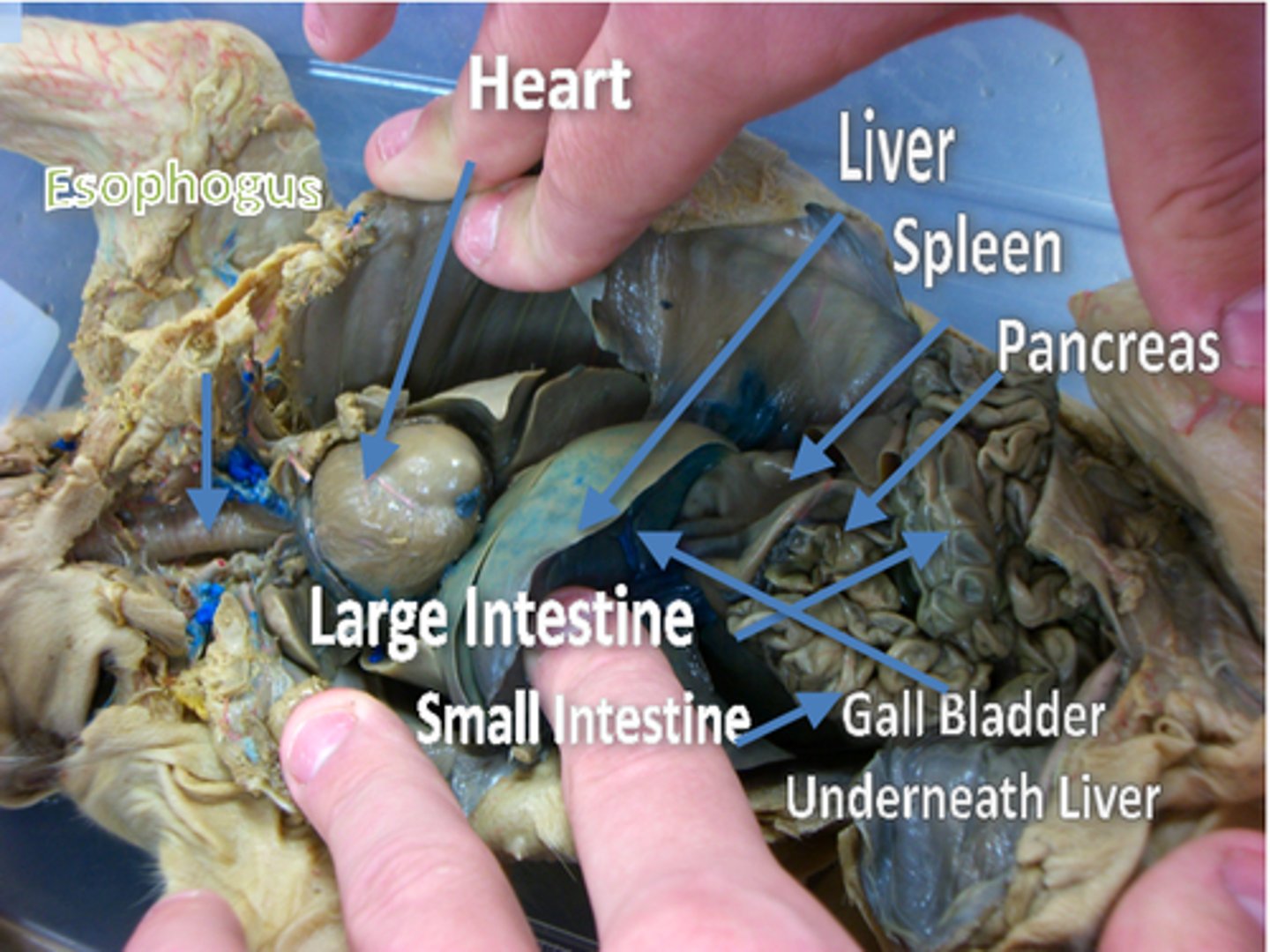 <p>tube connecting mouth to the stomach</p>