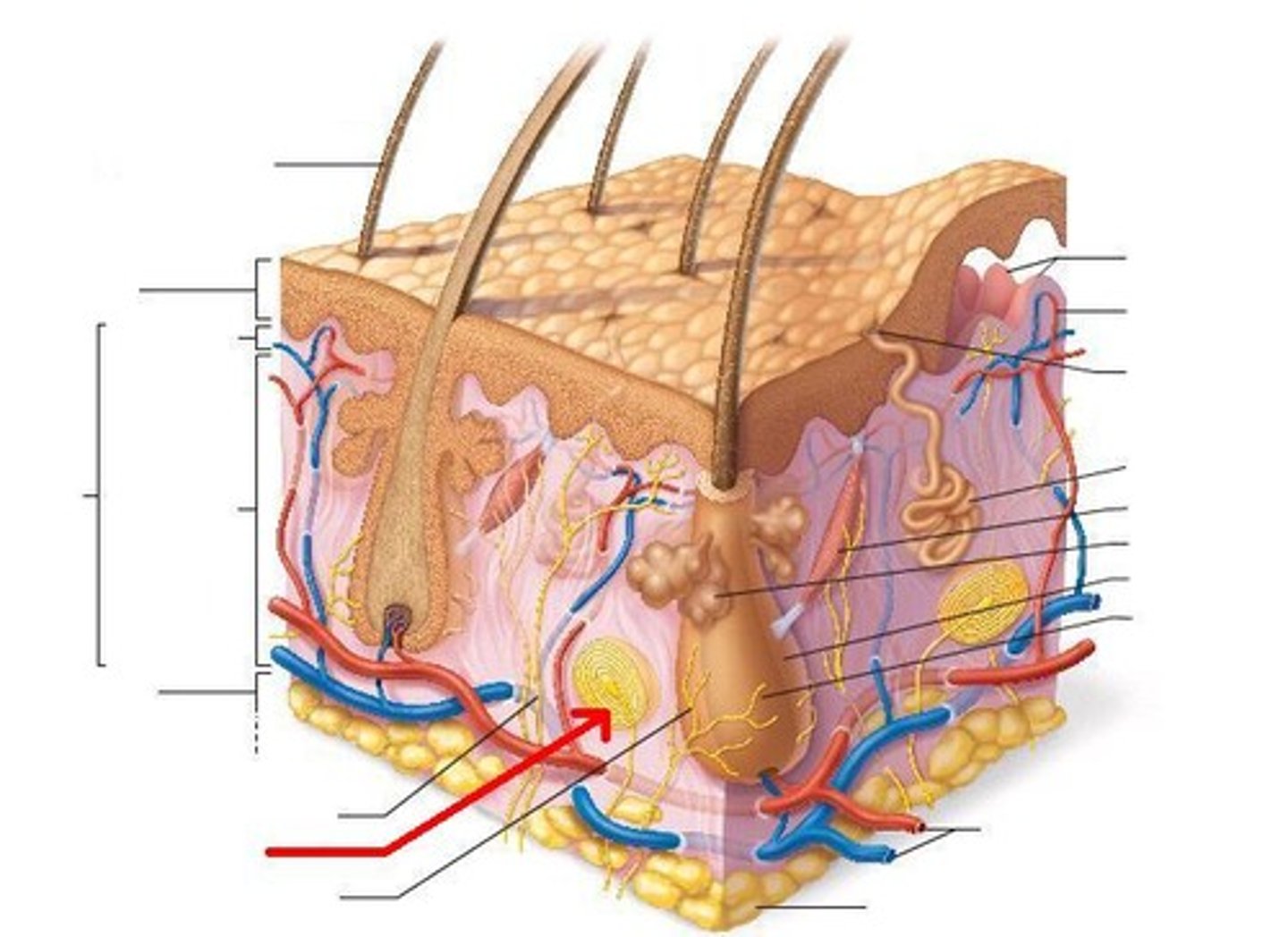 <p>deep pressure receptor</p>