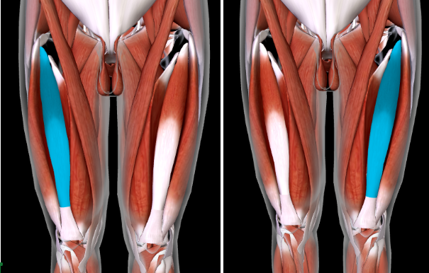 <p>Function: <strong>EXTEND LEG at KNEE</strong></p><ul><li><p>This is<strong> DEEP of the RECTUS FEMORIS</strong></p></li></ul><p></p>