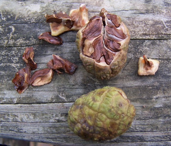 <p>9-15 scales, little ball with triangular panels</p>