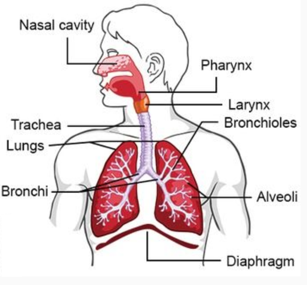 <p>Note that the larynx is also called the voice box and the trachea is often called the windpipe</p>