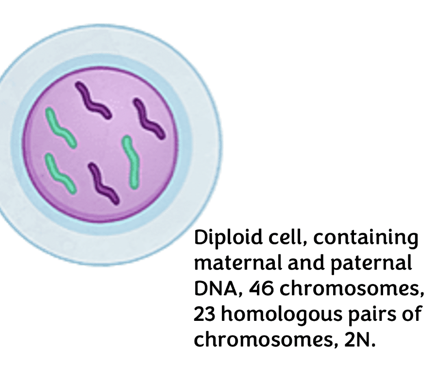refers to the number of distinct chromosomes, 23 chromosomes come from sperm and other 23 come from oocyte, together forms a diploid cell with 46 chromosomes 
