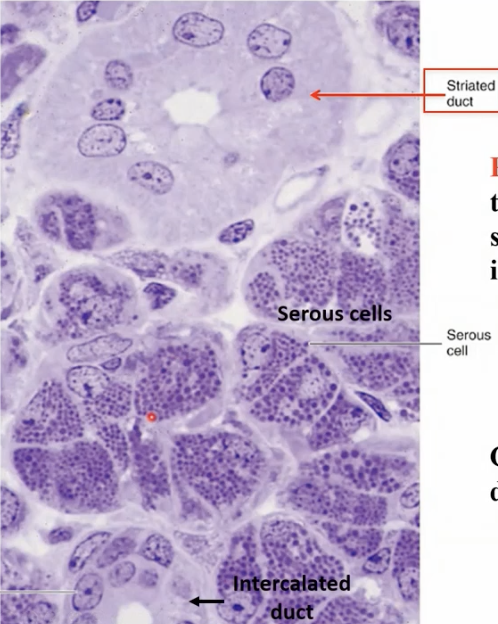 <p>Parotid gland with the amylase producing serous cells storing enzyme in secretory granules</p>