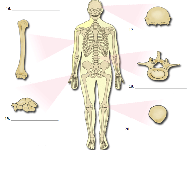 <p><span style="font-family: docs-Roboto, Helvetica, Arial, sans-serif">Which type of bone is #20</span></p>