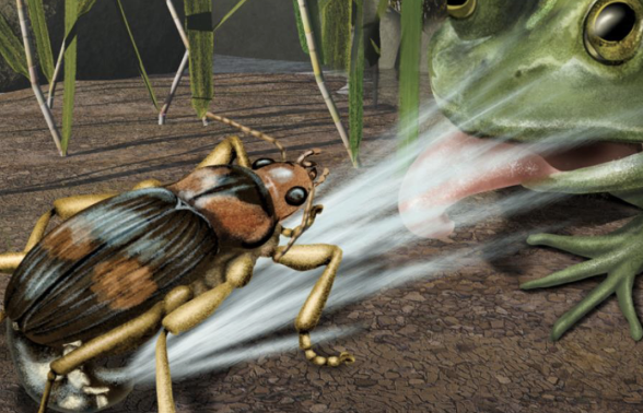 <p><span><span>Ex.</span></span><span style="background-color: transparent;"><span> Bombardier Beetle</span></span></p><ul><li><p><span style="background-color: transparent;"><span>Sets off an explosion that releases a boiling hot stinging acid</span></span></p></li><li><p><span style="background-color: transparent;"><span>Can aim the spray</span></span></p></li></ul><p></p>