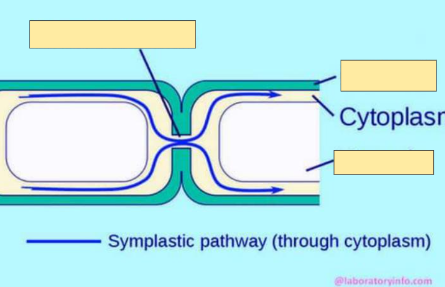 <p>Cytoplasm</p>