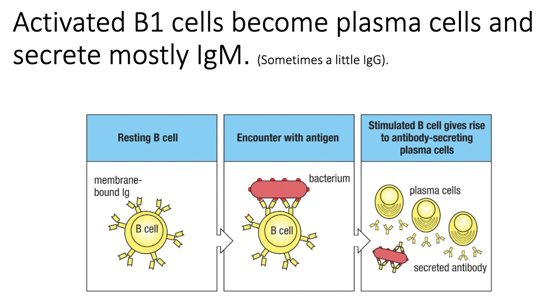 <ul><li><p>B1 cells mainly produce <strong>IgM</strong>.</p></li><li><p>No somatic hypermutation → <strong>low-affinity</strong>, “crude” antibodies.</p></li><li><p>Sufficient for early defense:</p><ul><li><p>Bind broadly</p></li><li><p>Block bacterial attachment</p></li></ul></li><li><p>Not high-quality, refined antibodies like those from T cell–dependent responses.</p></li></ul><p></p>