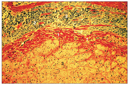 <p>name of histologic slide:</p><p>Specie:</p><p>Parts</p><p>1.__ 2.__ 3.__</p><p>Stain Used:</p>