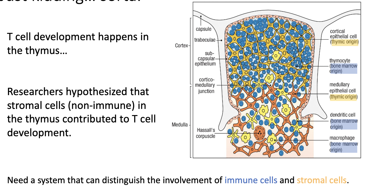 <ul><li><p>Researchers (e.g., <strong>Jacques Miller</strong>) questioned <strong>why T-cell development must occur in the thymus</strong>.</p></li><li><p>Observations:</p><ul><li><p>Mice <strong>with a thymus (even transplanted elsewhere)</strong> → still made T cells.</p></li><li><p>Mice <strong>without a thymus</strong> → no T cells.</p></li></ul></li><li><p>Hypothesis: Some <strong>thymic stromal cells (non-immune cells)</strong> are essential for T-cell development.</p></li><li><p>To test this, they used <strong>chimeric mice</strong> (mix of different cell types) to distinguish whether <strong>immune cells</strong> or <strong>stromal cells</strong> were responsible.</p></li></ul><p></p>