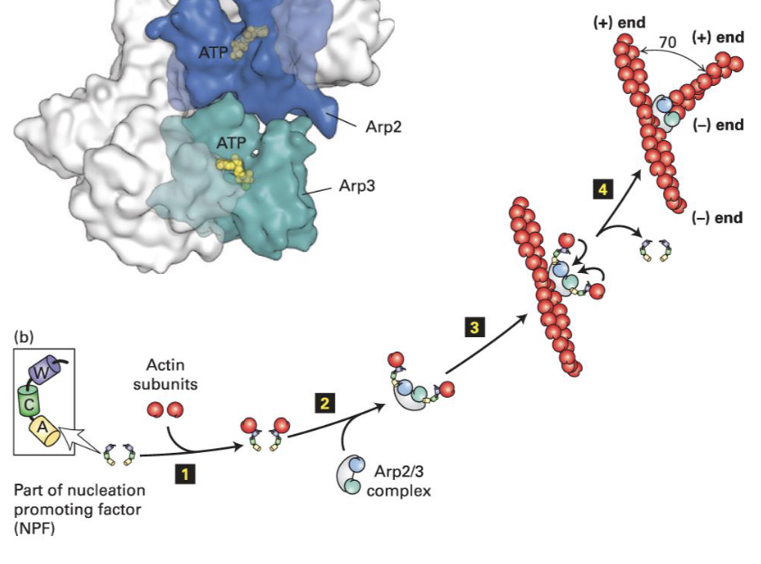 <p>What is the <span style="font-size: calc(var(--scale-factor)*30.80px)">(actin-related protein) </span>ARP2/3 complex?</p>