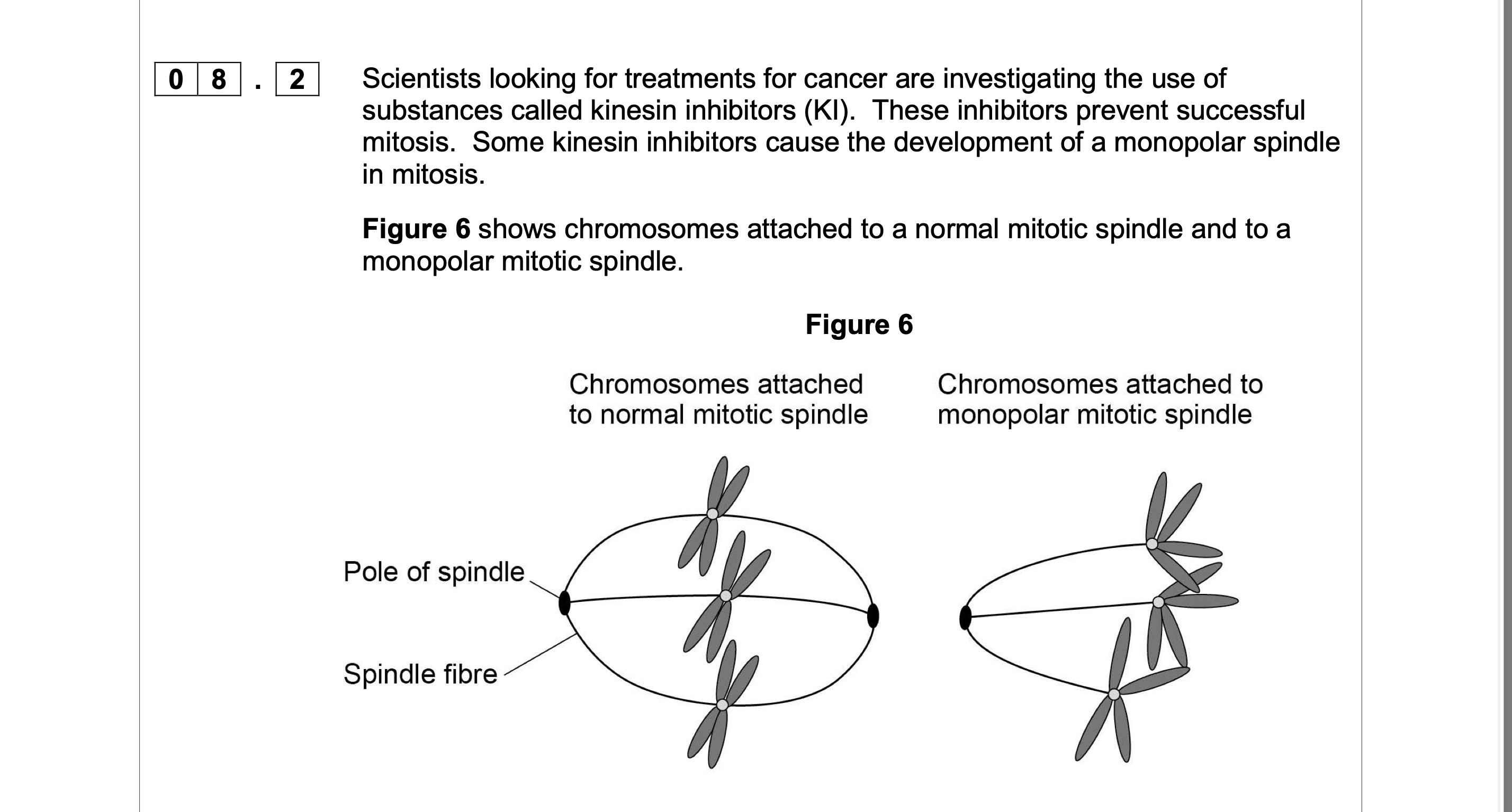 <p>Suggest why the development of a monopolar mitotic spindle would prevent</p><p>successful mitosis.</p>