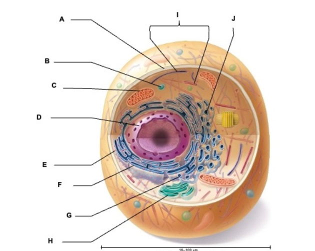 <p>what is E</p>