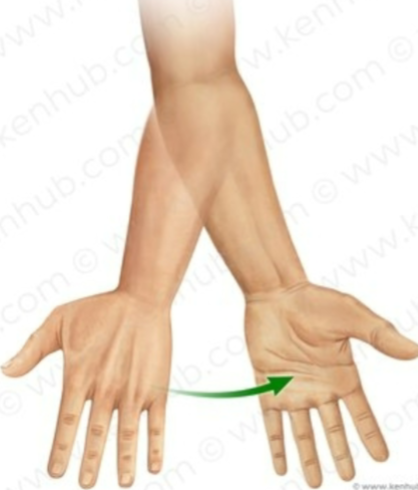 <p>having the palms facing upward. Rolling along the outside of</p><p>the foot when we walk</p>