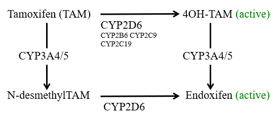 <ul><li><p>Tamoxifen is the major adjuvant therapy for ER-positive breast cancers in premenopausal woman</p></li><li><p>Metabolism of TAM to the active metabolites 4OH-TAM and Endoxifen mainly undertaken by CYP2D6</p></li></ul><p></p>