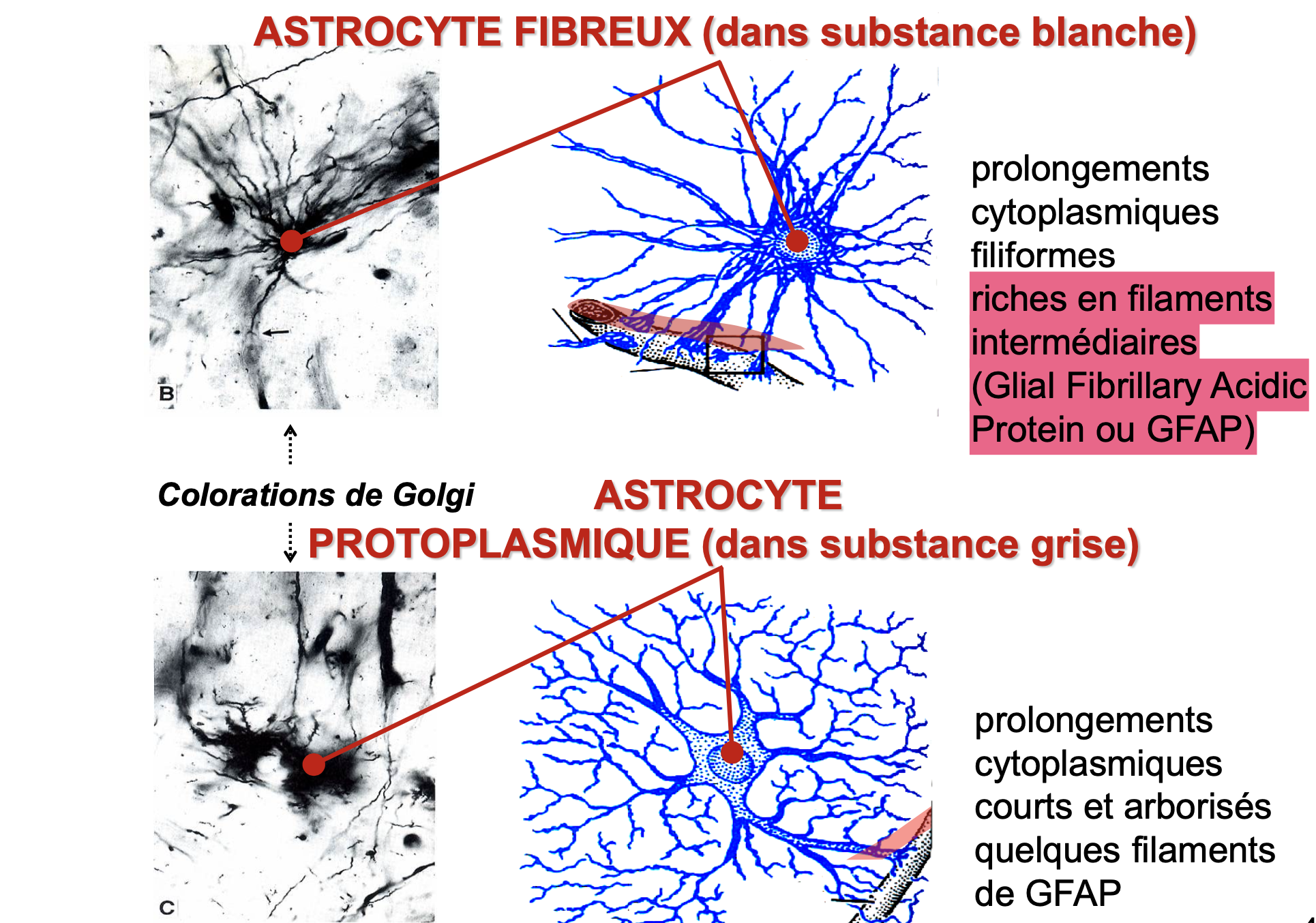 <p>Astrocytes fibreux : </p><ul><li><p>surtout dans la substance blanche </p></li></ul><ul><li><p>axone myélinisés riche en filaments intermédiaires composés par la protéine GFAP</p></li></ul><p>Astrocytes protoplasmiques : </p><ul><li><p>Surtout dans la substance grise</p></li><li><p>Possèdent des prolongements cytoplasmiques courts et arborisés pauvre en GFAP</p></li></ul><p></p>