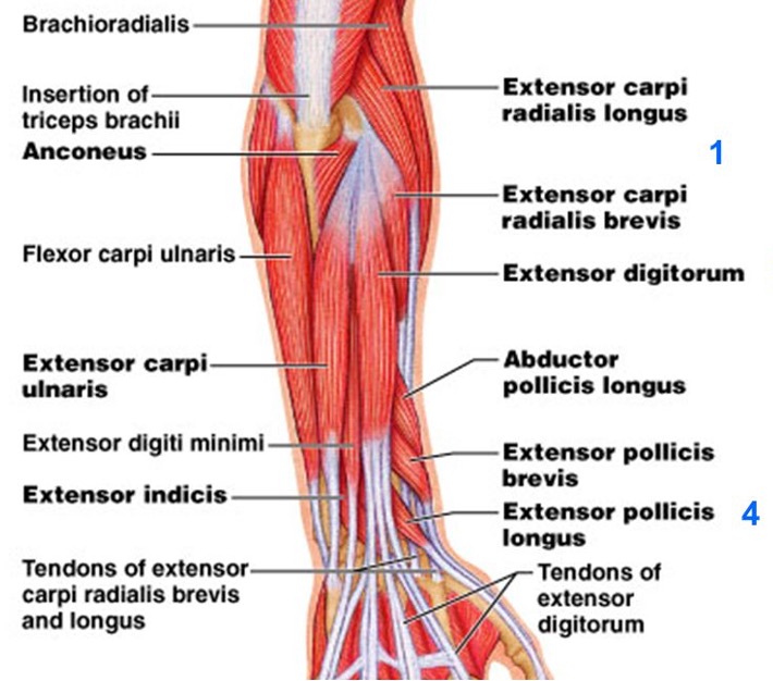 <p><strong>origin:</strong> lateral epicondyle of humerus</p><p><strong>insertion:</strong> extensor expansion medial 4 fingers</p><p><strong>innervation:</strong> radial nerve</p><p><strong>action:</strong>extend medial 4 fingers at MCP joints and IP joints</p>