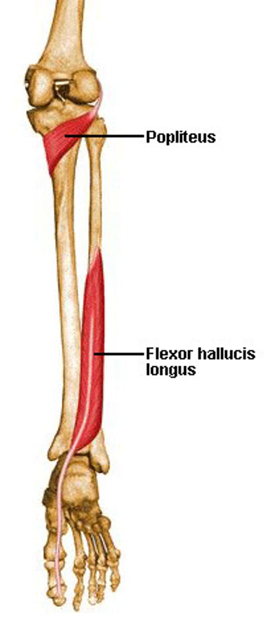 <p>-Origin fibula, posterior aspect of middle 1/3</p><p>-Insertion Plantar surface; base of distal phalanx of hallux</p><p>-Nerve tibial nerve, S2 &amp; S3 nerve roots</p><p>-Actions</p><p>=flexes all joints of the big toe,</p><p>=plantar flexion of the ankle joint</p><p>-Antagonist Extensor hallucis longus muscle</p>
