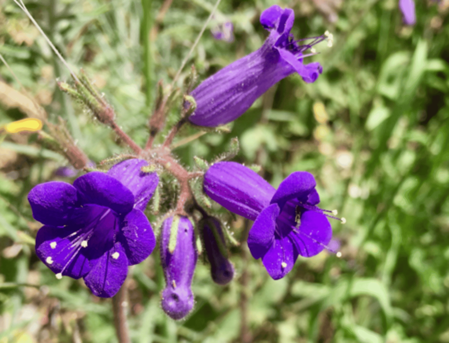 <p>Hydrophyllaceae. Canterbury bells</p>