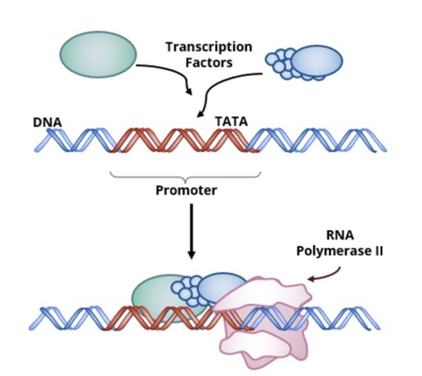 <p>RNA polymerase</p>