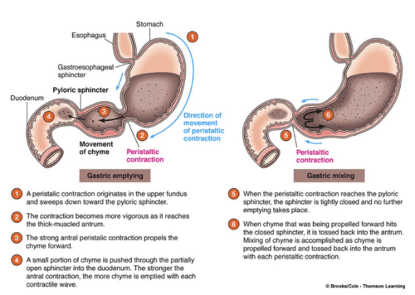 <p>gastric emptying:</p>