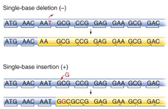 <p>When deletions or insertions change the reading frame of a gene.<br>Causes changes downstream of mutation.<br>Can introduce early stop codons.</p>