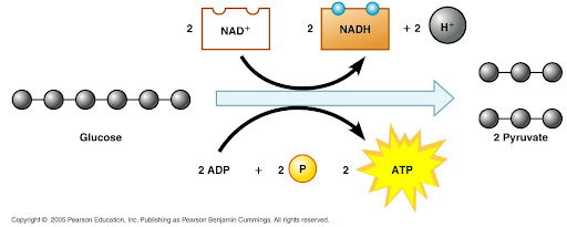 <p>glucose, 2ADP+2P, 2NAD+, as well as the required 2ATP</p>