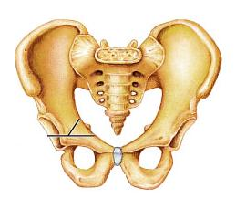 <p>Is this pelvis male or female?</p>