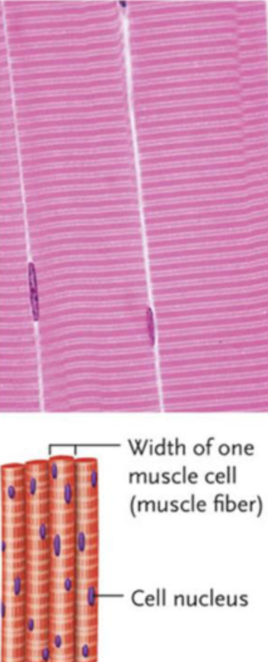 <p>Skeletal Muscle</p>