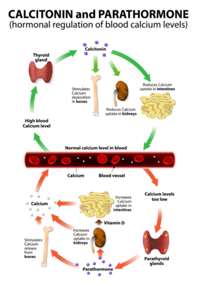 <p>Promotes bone formation and decreases blood calcium levels.</p>