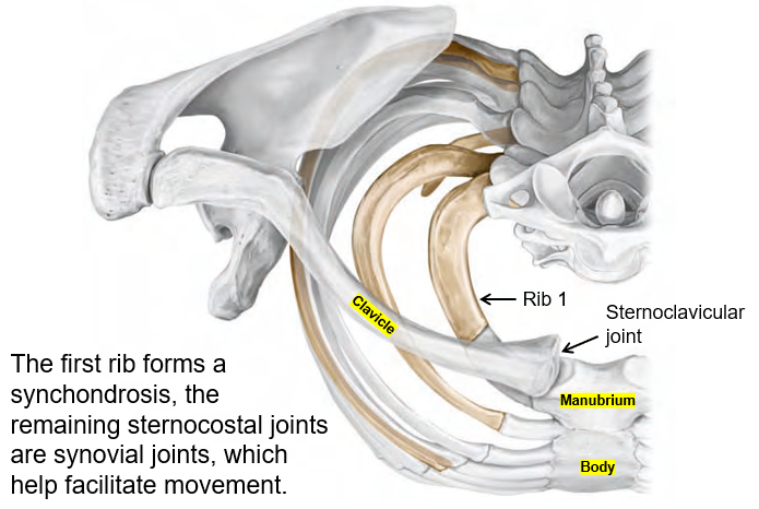 <p>The <strong>first rib</strong> forms a <strong>synchondrosis</strong>, while the <strong>other sternocostal joints</strong> are <strong>synovial joints</strong>, allowing movement.</p>