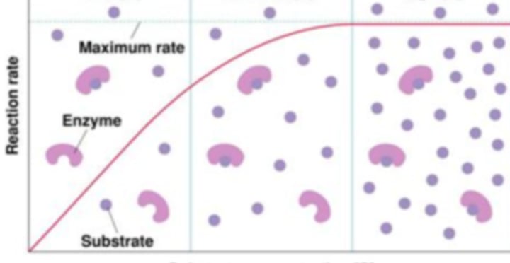 <p>-reactions occur faster with more substrate until max speed and concentration is reached</p>