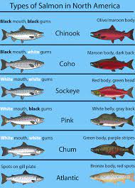 * anadromous
* rivers have salmon runs
* short lived, terminal spawners
* 9 species of pacific salmon, 7 in WA
* coho, chinook, steelhead, & kokanee
* eggs → alevin → fry → parr → smolt → adult → spawning adult