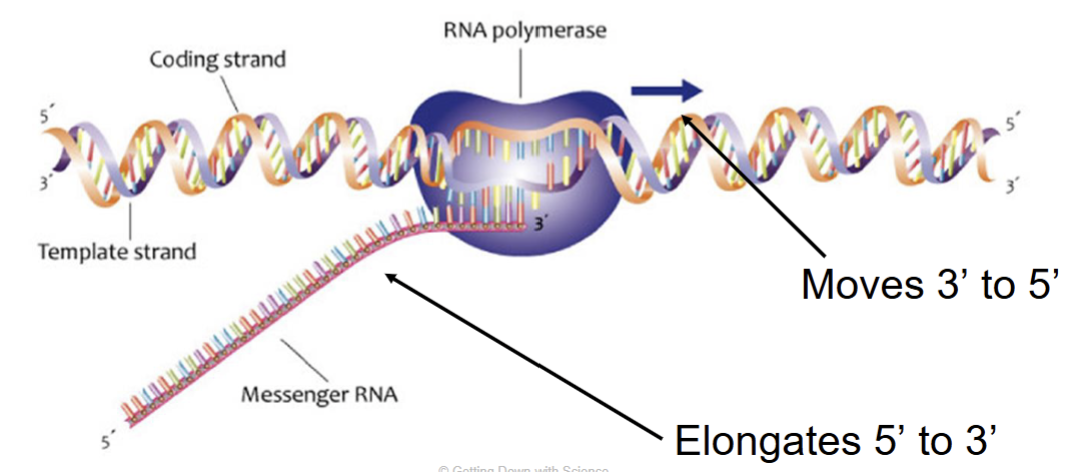 <ul><li><p>RNA polymerase opens the DNA and reads the triplet code of the template strand</p></li><li><p>moves in the 3’ to 5’ direction</p><ul><li><p>so the mRNA transcript elongates 5’ to 3’</p></li></ul></li></ul><p></p>