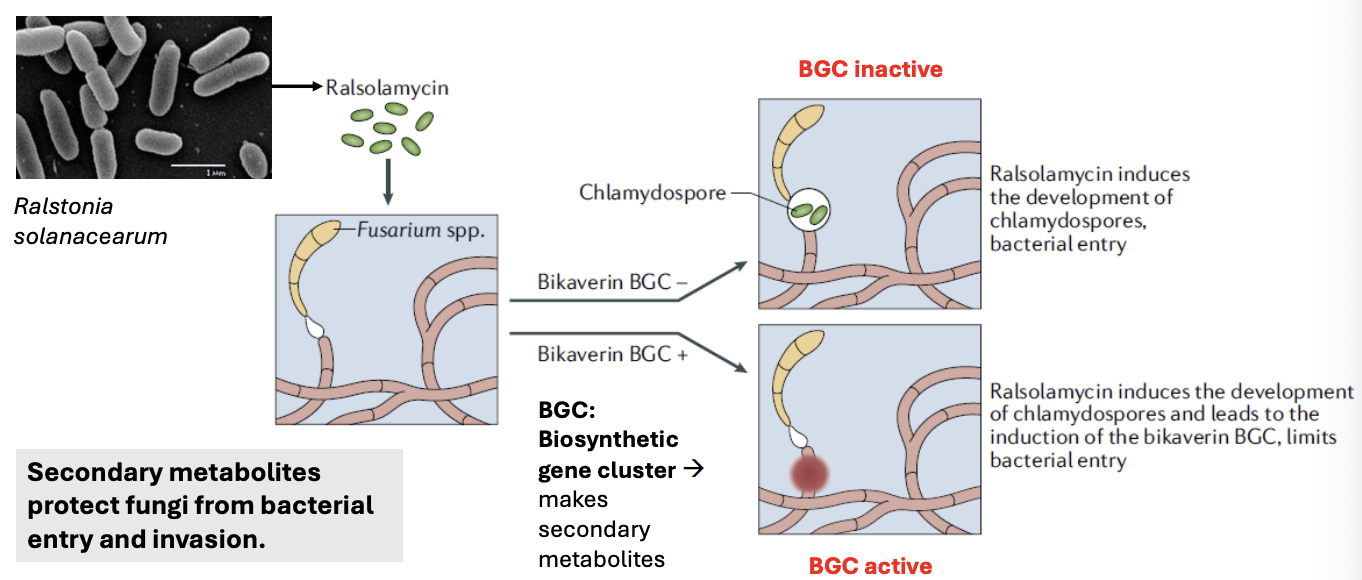 <ul><li><p><strong>Bikaverin BGC (biosynthetic gene cluster): </strong>what makes secondary metabolites in <em>Fusarium</em> sp.</p></li><li><p>Such that when <em>Fusarium</em> is invaded by <strong>ralsolamycin</strong> of <em>Ralstonia solanacearum,</em></p><ul><li><p>When Bikaverin BGC is off (-), ralsolamycin <strong>induces development of chlamydospores</strong> that overall <u>allow bacterial entry and invasion</u></p></li><li><p>Meanwhile, when bikaverin BGC is on (+), <strong>chlamydospore still develops</strong> <u>but then pops to prevent ralsolamycin from spreading further</u> into different parts of <em>Fusarium</em></p></li></ul></li></ul><p></p>