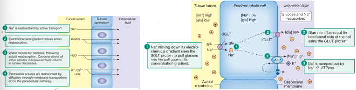 <ol><li><p>active transport of Na+ from the tubule lumen to the extracellular fluid</p></li><li><p>an electrical gradient is created in which the lumen is more negative than the ECF</p></li><li><p>anions follow the positively charged Na+ out of the lumen</p></li><li><p>luminal fluid becomes diluted and increases the concentrations of the ECF</p></li><li><p>water leaves the tubule by osmosis</p></li><li><p>loss of volume from the lumen increases the concentration of solutes left behind in the filtrate</p></li><li><p>solutes diffuse out of the lumen if the epithelium is permeable to them</p></li></ol><p></p>