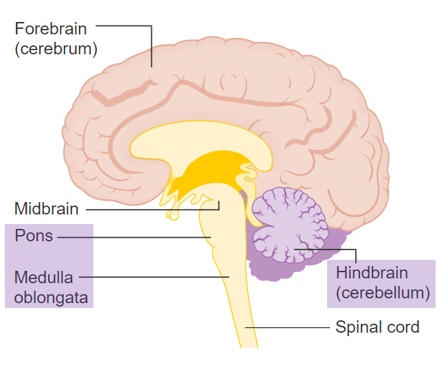 <ul><li><p>Medulla: breathing, heart rate, other survival mechanisms</p></li><li><p>Pons: sleep, arousal, left-right body movement coordination</p></li><li><p>Cerebellum: motor learning, coordination, balance</p></li></ul>