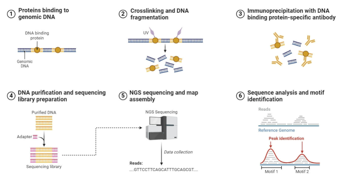 <ul><li><p>Maps locations of specific nucleosomes within a genome </p></li><li><p>Allows determination of the location of nucleosomes, histone variants and where covalent modifications of histones occur</p></li><li><p>Chromatin immunoprecipitation combined with DNA sequencing</p></li><li><p>Performed in species where genome has been sequenced</p></li></ul><p></p>