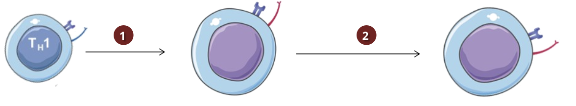 <p>Cell mediated immunity is characterized by T cells and is a cytotoxic mediated response</p><ol><li><p>activated and differentiated Th1 cells activate CD8 cytotoxic T cells and induce their differentiation into cytotoxic T lymphocytes (CTLs)</p></li></ol><p></p>