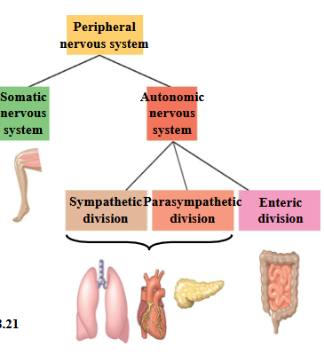 <p><span>…regulates the internal environment, in an involuntary manner; is divided into the sympathetic, parasympathetic, and enteric divisions.</span></p>