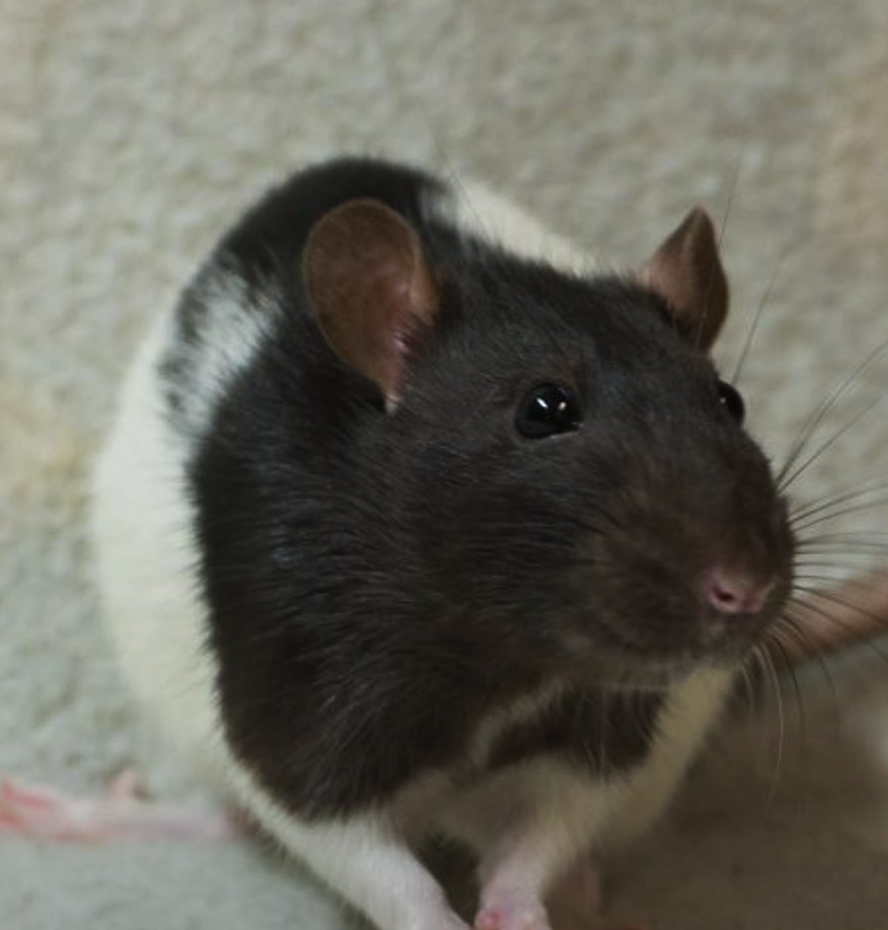 <p><span style="font-family: "Calisto MT";"><span> heeft een gekleurde kop, schouders en eenzelfde gekleurde streep over de rug</span></span></p>