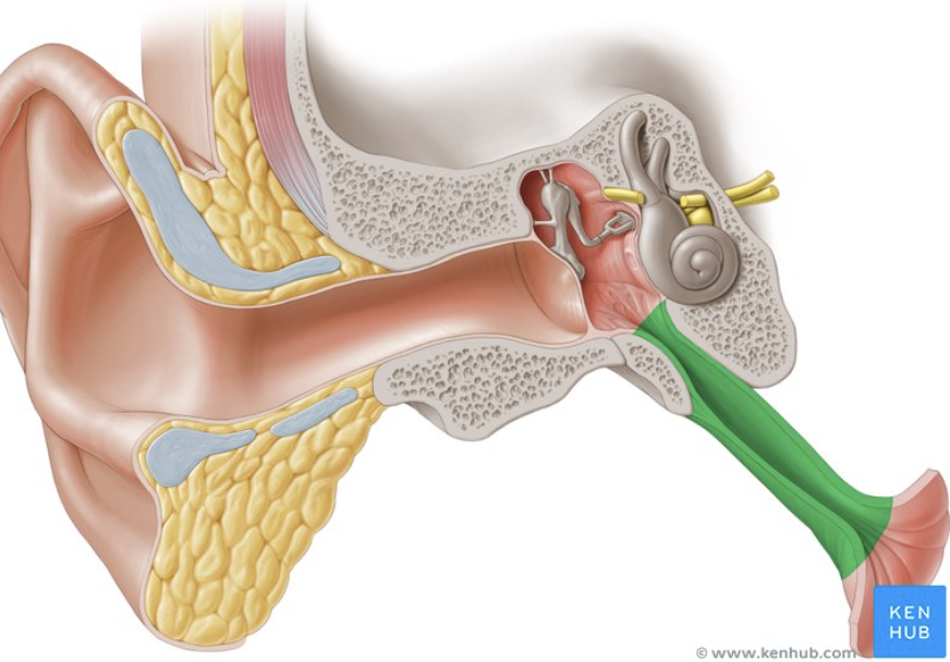 <p>connects the middle ear space to the back of the throat (nasopharynx)</p><p></p>