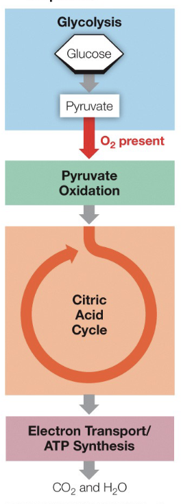 <p>What does the diagram depict</p>