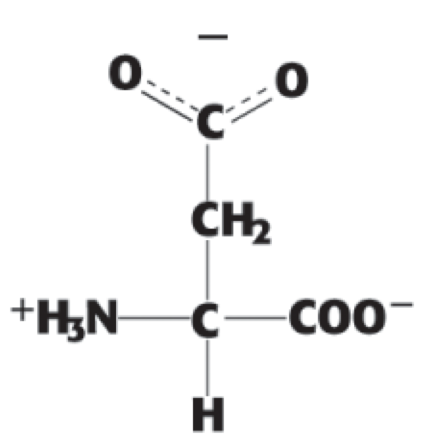 <p> (Asp, D). negatively charged</p>