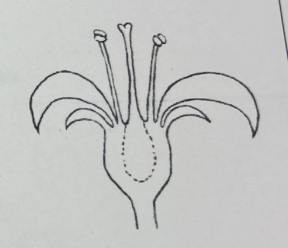 <p>Which ovary position is this?</p>