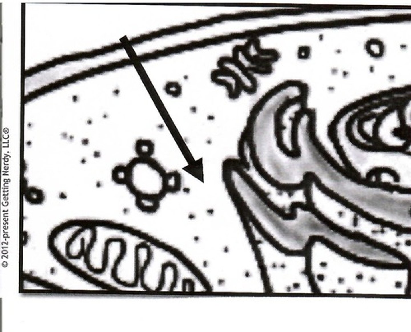 <p>Cytoplasm</p>