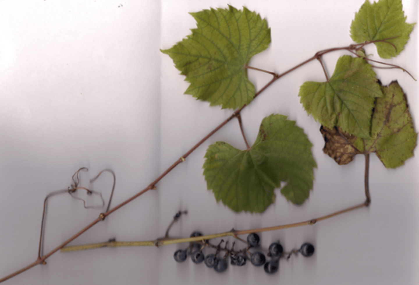 <p>cordate leaf w lobes sometimes, opposite, tendril. sharp teeth, produces grapes</p>