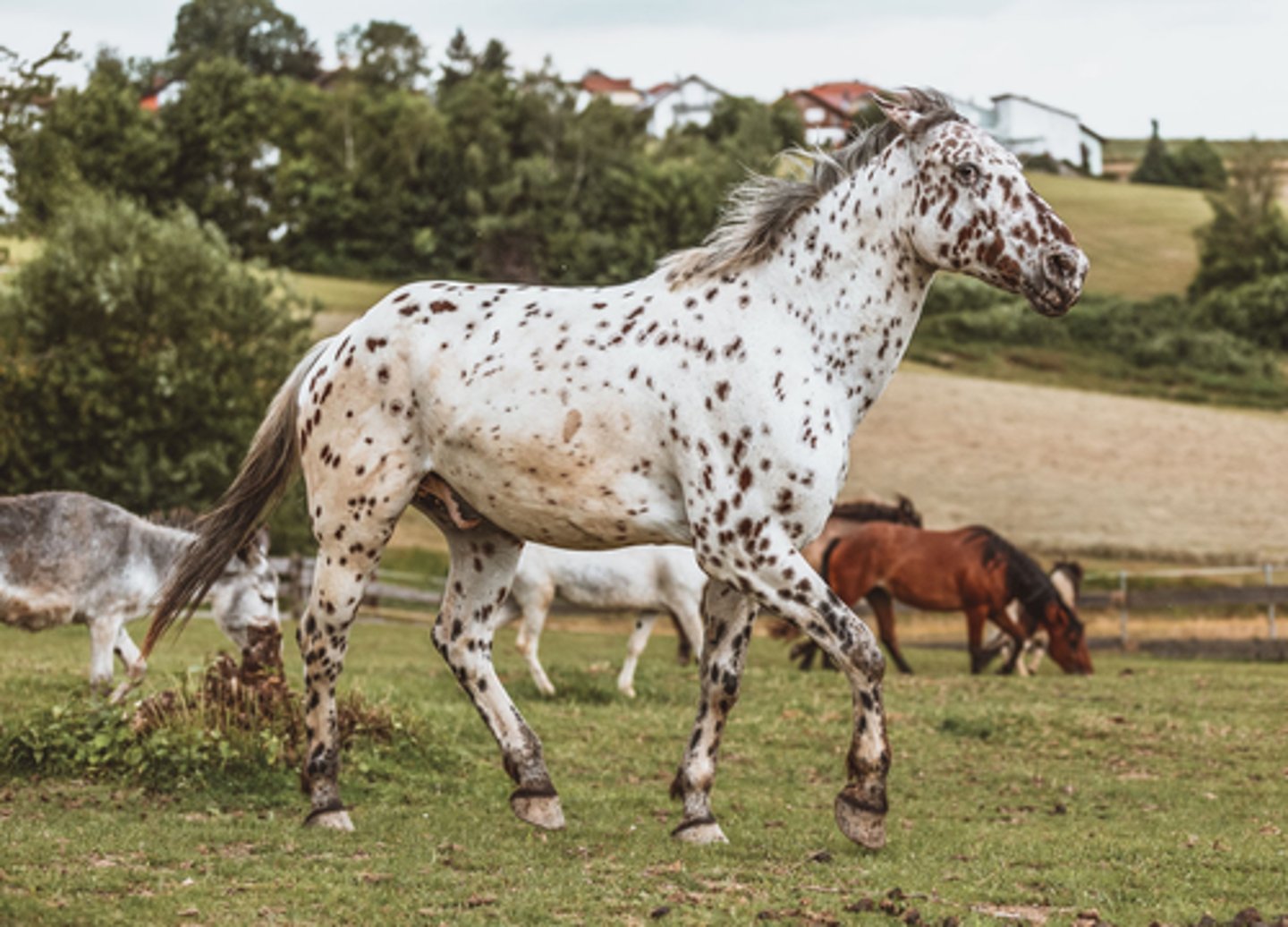 <p>what breed of horse is this?</p>