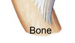 <p><strong>Bone</strong></p>